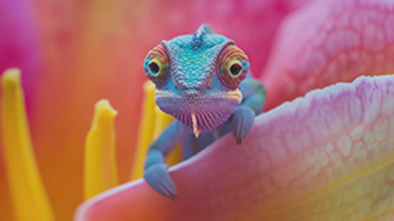 capabi